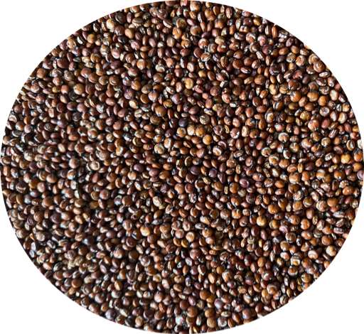 Red Quinoa 25kg