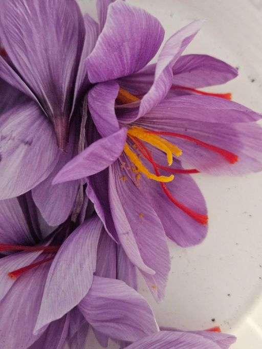 Saffron 5 grams