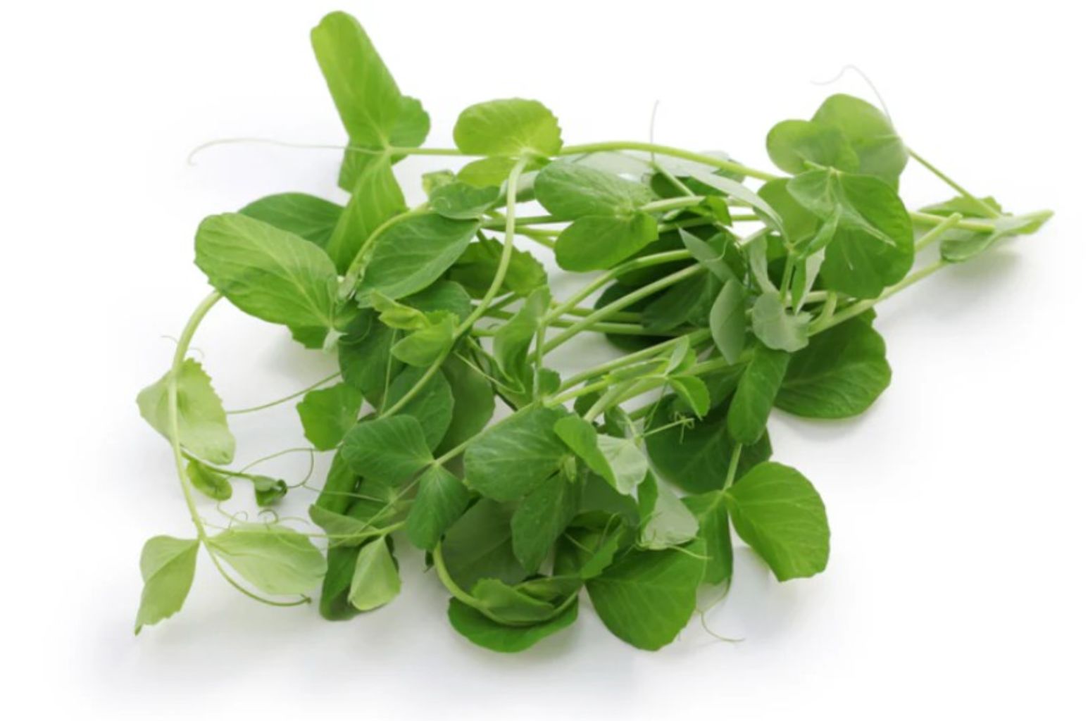 Micro - Pea Shoots (100g)